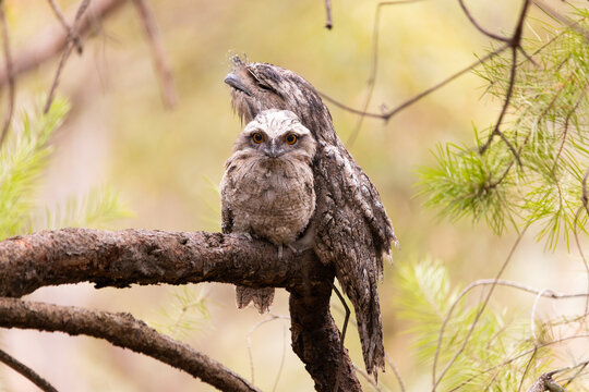 Tawny frogmouth birds