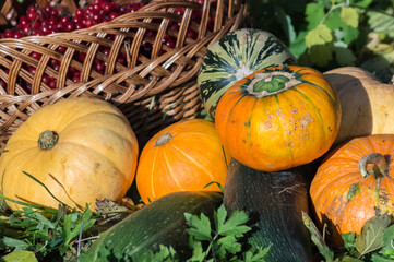 Harvested pumpkins and squashes, viburnum berry in a basket in the garden