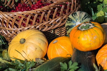 Harvested pumpkins and squashes, viburnum berry in a basket in the garden
