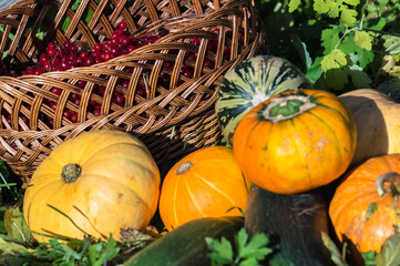 Harvested pumpkins and squashes, viburnum berry in a basket in the garden