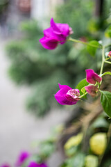 Flowers quietly developed in the garden