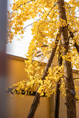 Yellow Ginkgo biloba in clear weather in late autumn