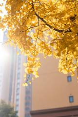 Yellow Ginkgo biloba in clear weather in late autumn