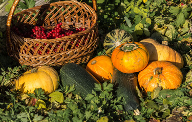 Autumn harvest of pumpkins and gourds in the garden. Wicker basket with Viburnum berry