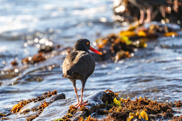 Black Oystercatcher (Haematopus bachmani) standing in shallow water.