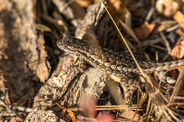Eastern Fence Lizard (Sceloporus undulatus) 