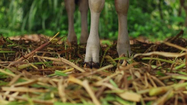 Cow hooves stand on a haystack, four hooves of a cow trample the ground, a cow stands in a pen, clean hooves, farm beef, rural life, village, outside the city, powerful cow hooves.