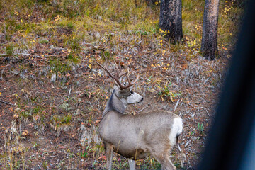 Close up of a Mule deer (Odocoileus hemionus) buck from an elevated position during fall