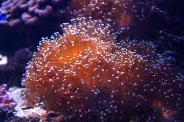 Beautiful corals in the fish tank