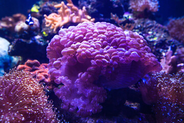 Beautiful corals in the fish tank