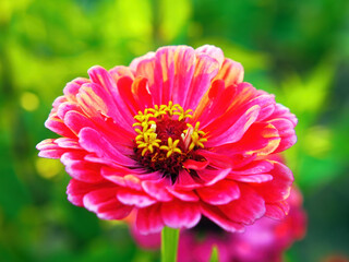 Obraz premium colorful flowers in the garden