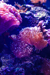 Beautiful corals in the fish tank