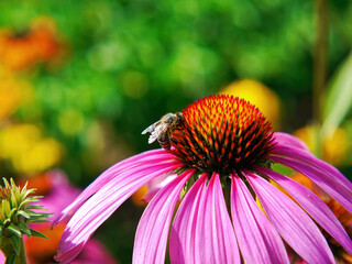 Bee collecting nectar on a beautiful flower