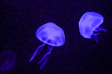 Jellyfish playing with lights against a black background