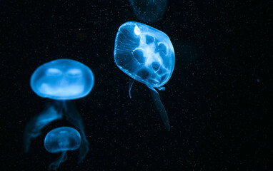 Naklejka na ściany i meble Jellyfish playing with lights against a black background