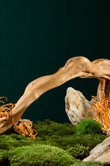 The scene simulates an old forest with green moss, rocks, tree roots and cordyceps on a deep green background. Cordyceps is suitable as a tonic for weak people, etc.