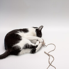 Domowy kot w trakcie zabawy cienkim sznurkiem  - obrazy, fototapety, plakaty