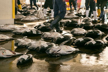 Yellow tale tuna and other catch at fish auction early in the morning at Katsuura Fish Port,...
