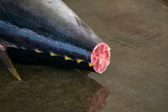 Yellow tale tuna and other catch at fish auction early in the morning at Katsuura Fish Port, Wakayama, Japan.