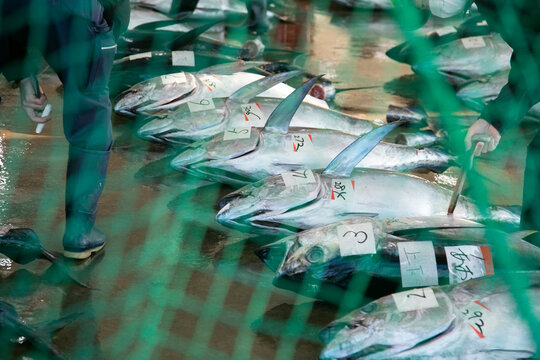 Yellow tale tuna and other catch at fish auction early in the morning at Katsuura Fish Port, Wakayama, Japan.