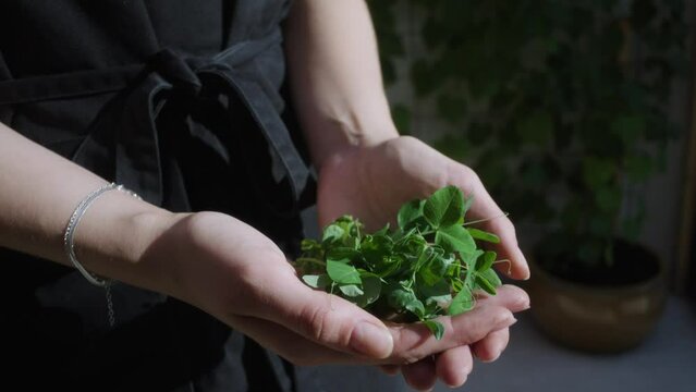 Person holding micro green salad in hands