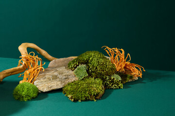 Close-up of cordyceps and green moss clinging to rocks with tree roots on a dark green background. Traditional medicine theme. Blank space for medicine advertising.