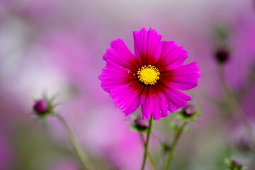Fototapeta premium コスモス