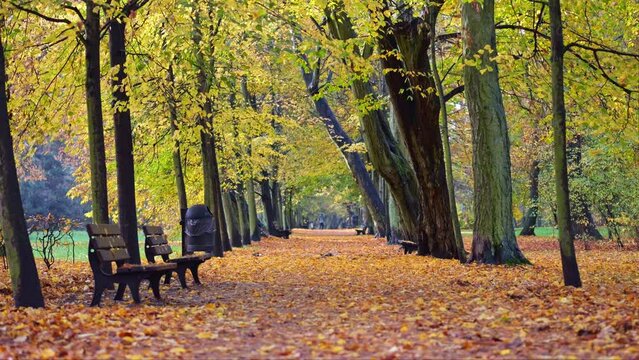 A deserted park path under autumn leaves, with benches on either side. The morning sun casts an uplifting glow.