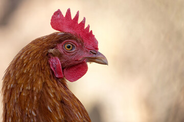 Hen on the farm a portrait