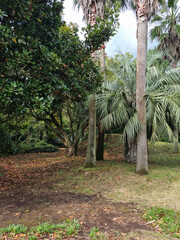 Fototapeta premium Jeju Island forest with palm trees.