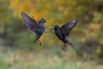 Star (Sturnus vulgaris)