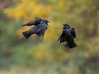 Star (Sturnus vulgaris)
