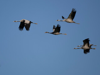 Kranich (Grus grus)