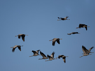 Kranich (Grus grus)