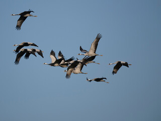 Kranich (Grus grus)