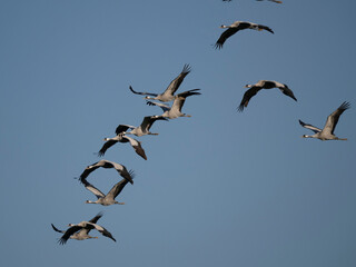 Kranich (Grus grus)