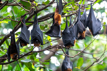 Bats are hanging upside down to rest - 683244763