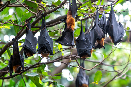 Bats are hanging upside down to rest