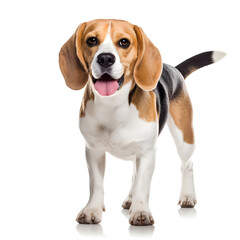 Beagle Dog Isolated on White Background - Generative AI