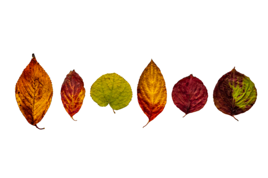 色鮮やかな紅葉した葉　透過png画像