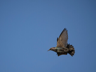 Star (Sturnus vulgaris)