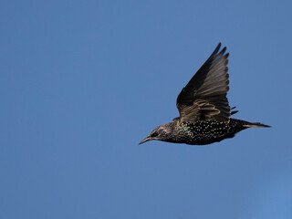 Star (Sturnus vulgaris)