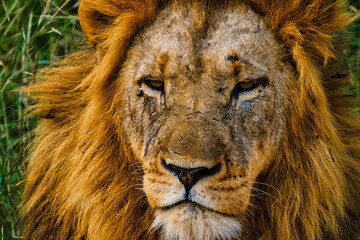 Close up of an African Lion during a safari game drive in Kruger National park South Africa. close up of Lions looking into the camera