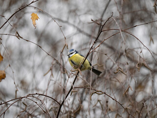 Blaumeise (Cyanistes caeruleu)