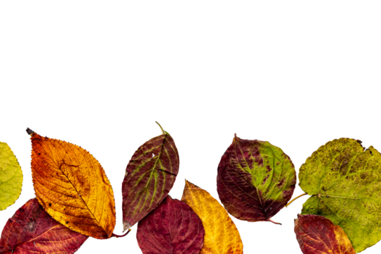 色鮮やかな紅葉した葉　透過png画像