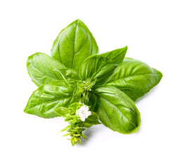 Basil leaves blooms on white backgrounds