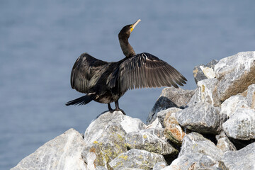 Kormoran bei der Gefiederpflege