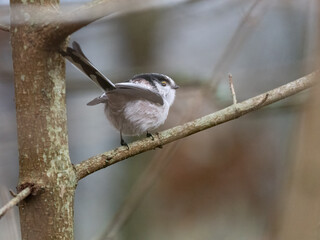 Schwanzmeise (Aegithalos caudatus)