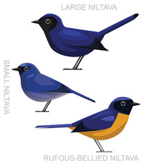 Cute Bird Niltava Flycatcher Set Cartoon Vector