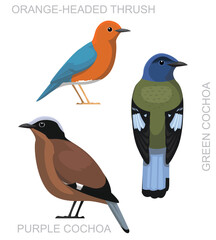 Cute Bird Cochoa Thrush Set Cartoon Vector